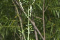 White Sweetclover, Melilotus albus