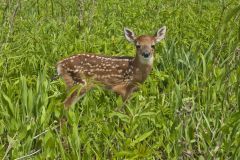 White-tailed Deer, Odocoileus virginianus