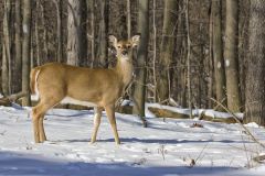 White-tailed Deer, Odocoileus virginianus