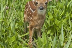 White-tailed Deer, Odocoileus virginianus