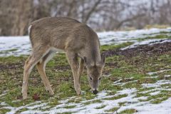 White-tailed Deer, Odocoileus virginianus