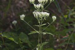 White thoroughwort, Eupatorium album