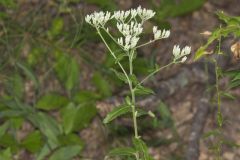 White thoroughwort, Eupatorium album