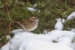 White-throated Sparrow, Zonotrichia albicollis