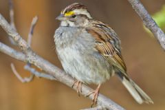 White-throated Sparrow, Zonotrichia albicollis