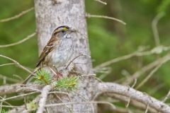 White-throated Sparrow, Zonotrichia albicollis