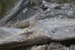 White-tipped Dove, Leptotila verreauxi