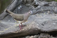 White-tipped Dove, Leptotila verreauxi