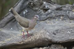 White-tipped Dove, Leptotila verreauxi