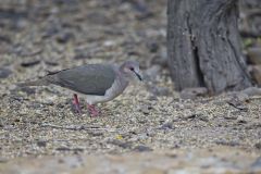 White-tipped Dove, Leptotila verreauxi