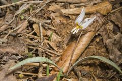 White Trout Lily, Erythronium albidum