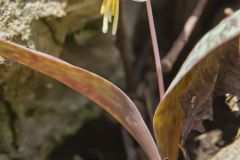 White Trout Lily, Erythronium albidum