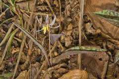 White Trout Lily, Erythronium albidum