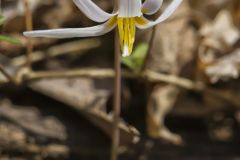 White Trout Lily, Erythronium albidum