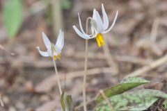 White Trout Lily, Erythronium albidum