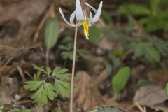 White Trout Lily, Erythronium albidum