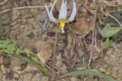 White Trout Lily, Erythronium albidum