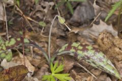 White Trout Lily, Erythronium albidum