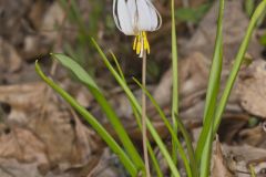 White Trout Lily, Erythronium albidum