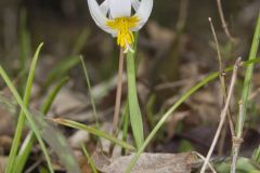 White Trout Lily, Erythronium albidum