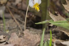 White Trout Lily, Erythronium albidum