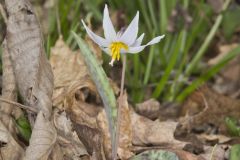 White Trout Lily, Erythronium albidum