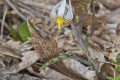 White Trout Lily, Erythronium albidum