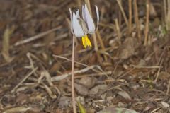 White Trout Lily, Erythronium albidum