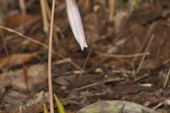 White Trout Lily, Erythronium albidum