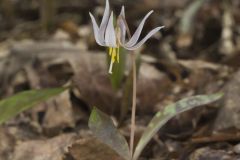 White Trout Lily, Erythronium albidum