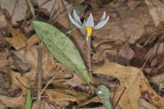 White Trout Lily, Erythronium albidum