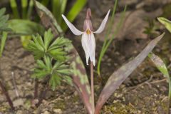 White Trout Lily, Erythronium albidum