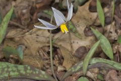 White Trout Lily, Erythronium albidum