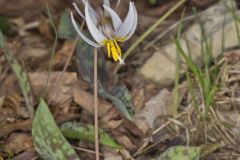 White Trout Lily, Erythronium albidum