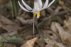 White Trout Lily, Erythronium albidum