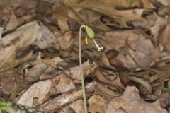 White Trout Lily, Erythronium albidum