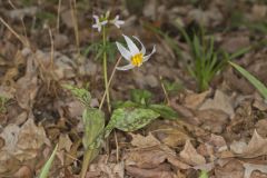 White Trout Lily, Erythronium albidum