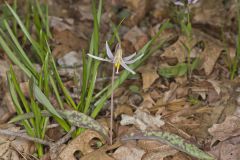 White Trout Lily, Erythronium albidum