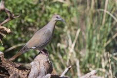 White-winged Dove, Zenaida asiatica