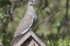 White-winged Dove, Zenaida asiatica