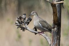 White-winged Dove, Zenaida asiatica