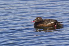 White-winged Scoter, Melanitta deglandi