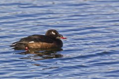 White-winged Scoter, Melanitta deglandi