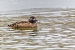 White-winged Scoter, Melanitta deglandi