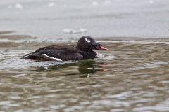 White-winged Scoter, Melanitta deglandi