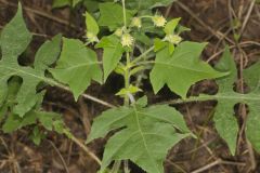 Whiteflower Leafcup, Polymnia canadensis