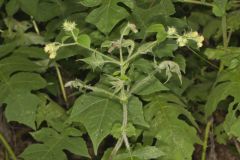 Whiteflower Leafcup, Polymnia canadensis