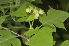 Whiteflower Leafcup, Polymnia canadensis