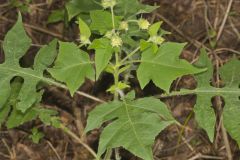 Whiteflower Leafcup, Polymnia canadensis