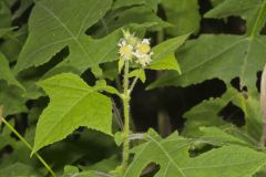 Whiteflower Leafcup, Polymnia canadensis